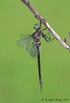 Somatochlora tenebrosa, female